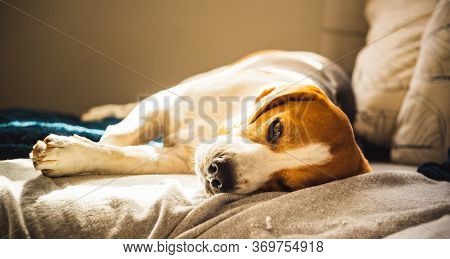 Beagle Dog Tired Sleeps On A Cozy Sofa In Fanny Position. Dog Background Theme