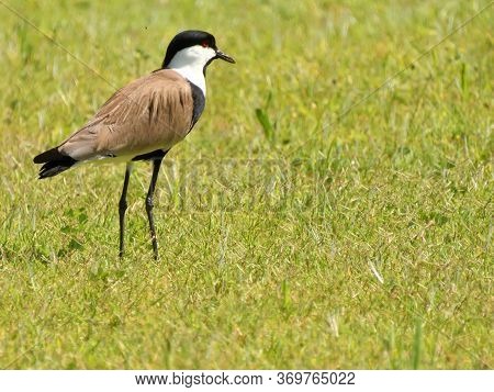 Bird Steppe Species Of Charadriiformes  On The Green Lawn