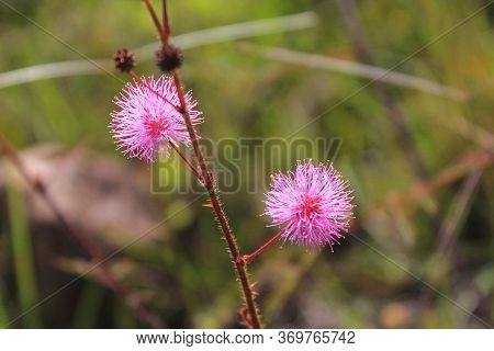 Small Pink Flower Stands Out Among The Green Of The Colombian Mountains, Las Gachas, Guadalupe, Sant