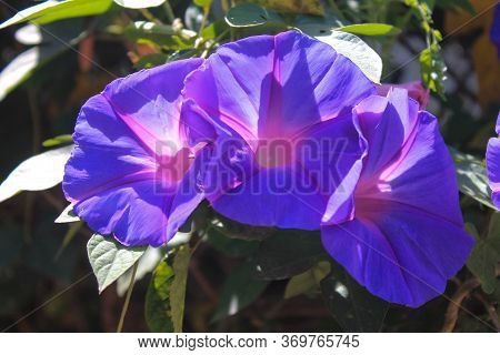 Three Of Conservative Flowers With Different Shades From Pink To Purple, Las Gachas, Guadalupe, Sant