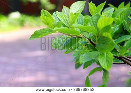 Leaves And Branch Of Hydrangea Paniculata In Summer Time. Young Green Leaves Of Hydrangea. Young Pla