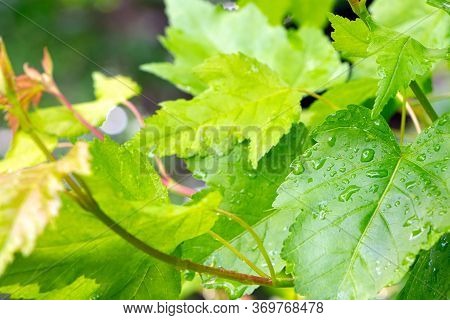 Leaves Of Downy Japanese Maple. Young Branch Of Japanese Maple In Summer Time. Young Plant