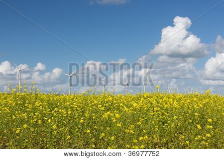 Olandese Windturbines dietro A giallo Coleseed campo