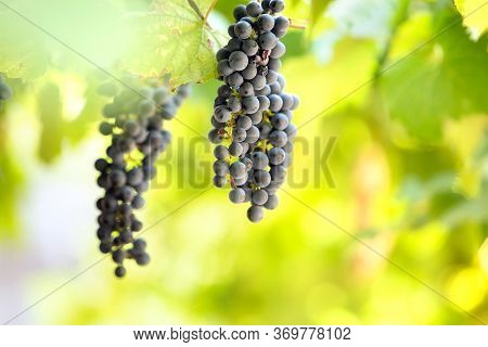 Clopse Up Of Ripening Grape Fruit On Vine Branches In Summer Garden.