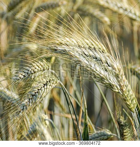 Wheat Fields. Prerequisites For Ripening Ears. Rich Harvest Concept. Label Design