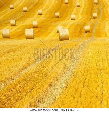 Wheat Fields. Prerequisites For Ripening Ears. Rich Harvest Concept. Label Design