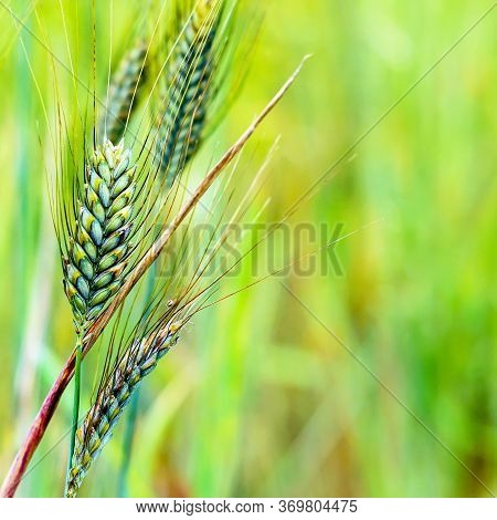 Wheat Fields. Prerequisites For Ripening Ears. Rich Harvest Concept. Label Design
