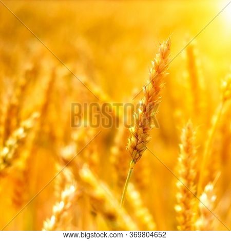 Wheat Fields. Prerequisites For Ripening Ears. Rich Harvest Concept. Label Design