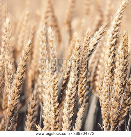 Wheat Fields. Prerequisites For Ripening Ears. Rich Harvest Concept. Label Design