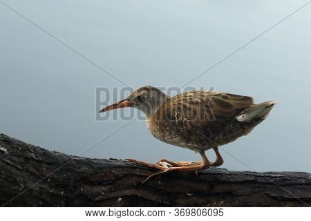The Water Rail (rallus Aquaticus) Sitting On The Old Tree Above Water In The Evening