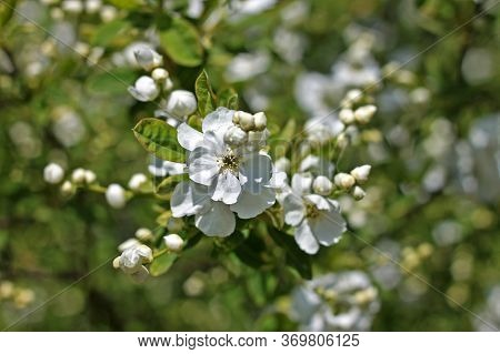 Exochorda Is A Small Genus Of Flowering Plants In The Family Rosaceae, Native To China And Central A