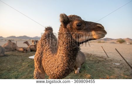 Small Camel (hashi) In The Barn In The Kingdom Of Saudi Arabia