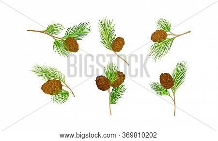 Cedar Branch With Evergreen Needle-like Leaves And Barrel-shaped Brown Seed Cones Vector Set
