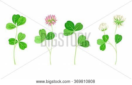 Clover Or Trefoil With Dense Spike Of Purple And White Flower And Trifoliate Leaves Vector Set