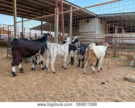 Goats In A Farm In Al Taif, Saudi Arabia