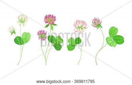 Clover Or Trefoil With Dense Spike Of Purple And White Flower And Trifoliate Leaves Vector Set