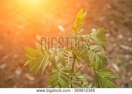 Leaf Tree Forest Backlight Natural View Of The Forest. Horizontal Banner