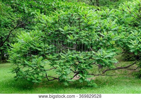 Minimalist Monochrome Background With Large Green Leaves And Small Flowers Of Rhus Shrub, Commonly K