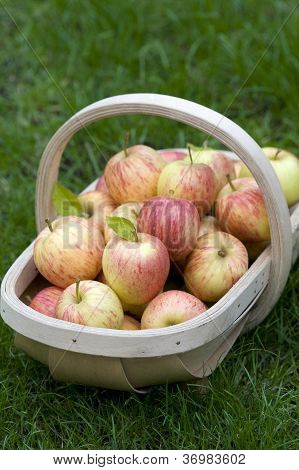 Frische Ã„pfel in einen hÃ¶lzernen trug