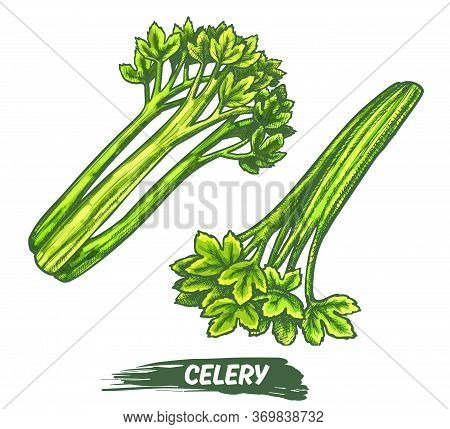 Celeriac Herb Plant Elements, Celery Vector Sketch
