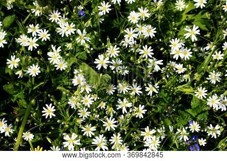 Nature Floral Background. Stellate White Flowers. Forest Plant Stellate Flowers In Spring With Small