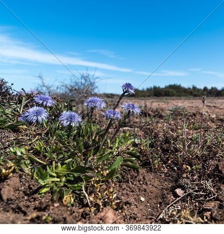 Globularia Vulgaris Blossoming In A Barren Landscape On The Swedish Island Oland