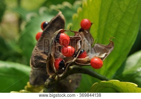 Adenanthera Pavonina, The Red Sandalwood Or Coral Tree Is Cultivated For Forage, As An Ornamental Ga
