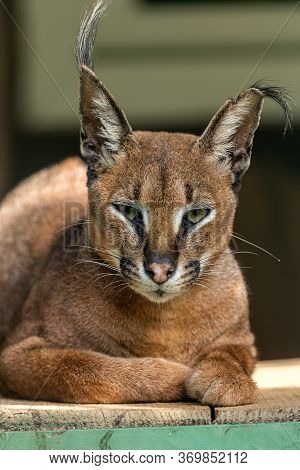 Сaracal Is A Medium-sized Wild Cat Native To Africa, Middle East, Central Asia And India. Wild Cat C