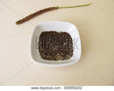 Edible Seeds Of Greater Plantain, Plantago Major
