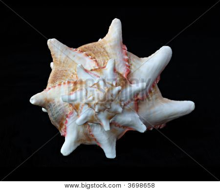 Hvid Seashell