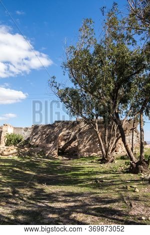 Olive Trees Growing Wild In The Park Surrounding The Ruin Of An Abandoned House. Damaged Building In