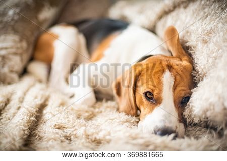 Beagle Dog Tired Sleeps On A Cozy Sofa In Funny Position. Dog Background Theme