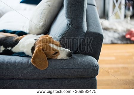 Beagle Dog Tired Sleeps On A Cozy Sofa In Funny Position. Dog Background Theme