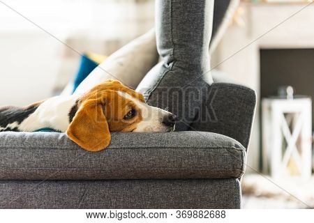 Beagle Dog Tired Sleeps On A Cozy Sofa In Funny Position. Dog Background Theme