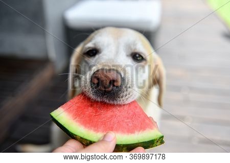 Labrador Retriever Eats With An Appetite Watermelon From Hands. Selective Focus.