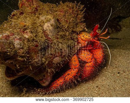 Hermit Crab In Latin Paguroidea Shot At A Night Dive At Sabang Bay, Puerto Galera, Philippines