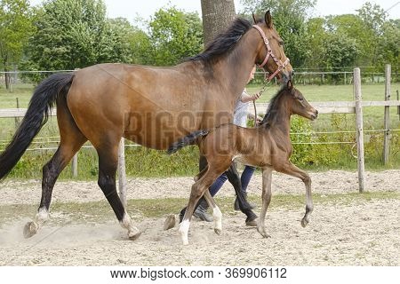 Little Brown Foal, Trosts Next To The Mother, One Week Old, During The Day With A Countryside Landsc