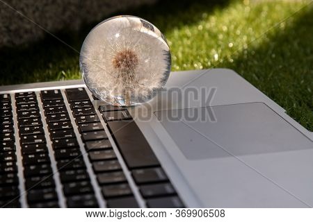 Crepis Foetida Flower In Glass Paperweight On Laptop Keyboard. Concept For Integration Between Techn