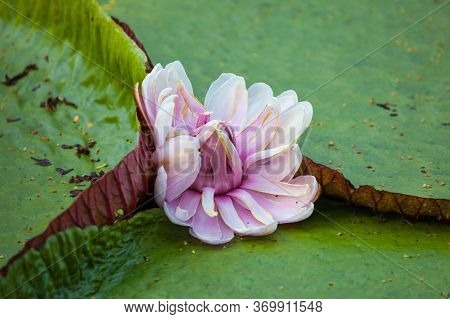 Flower Victoria Amazonica, Victoria Amazonica, Lilac Color Between Floating Round Leaves In The Shap