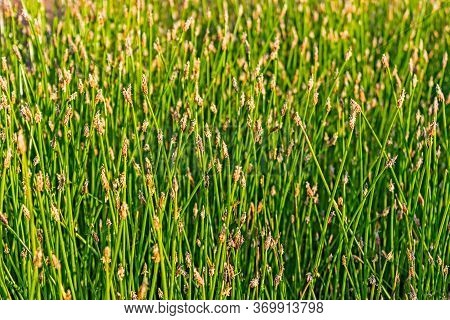 Close-up Of A Glade Overgrown With Spike-rush