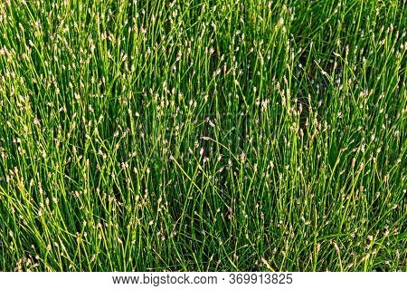 Close-up Of A Glade Overgrown With Spike-rush
