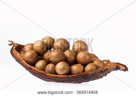 Macadamia Integrifolia - Organic Macadamia Nuts. White Background