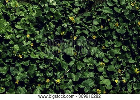 Abstract Texture Of Green Leaves And Yellows. Caltha Palustris Flower