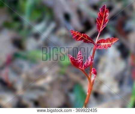 Selective Focus On New, Red, Young Leaves Of The Pacific Poison Oak, Toxicodendron Diversilobum,  In