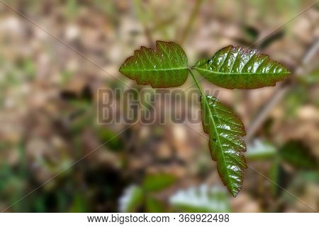 Selective Focus On New, Young Green Leaves Of The Pacific Poison Oak, Toxicodendron Diversilobum,  I