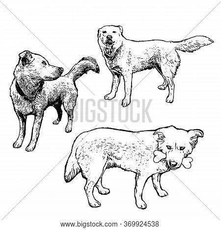 Vector Set Of Hand Drawn Dogs In Different Action. Vintage Engraved Illustration With Dogs Isolated 