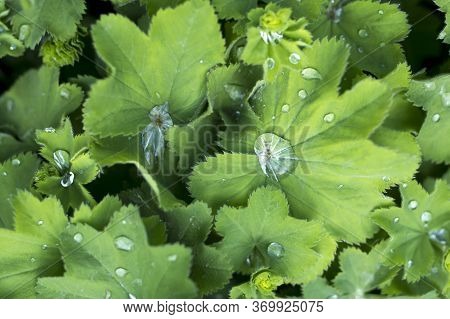 Green Leaves Darmera With Large Drops Of Rain In The Spring. Spring Background