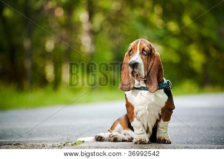 Basset Hound sitzen