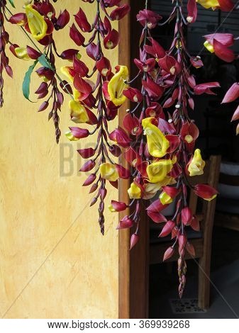Thunbergia Mysorensis. Bunch Of Outstanding Flowers With Many Buds Blooming Indoors.