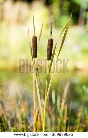 Southern Cattails Typha Domingensis Growing Wildly On Water Edge